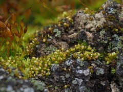 Microbryum curvicollum