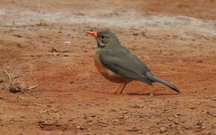 Turdus libonyana
