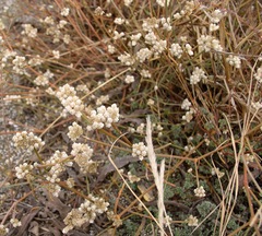 Alternanthera filifolia