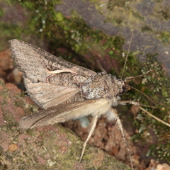 Vittaplusia vittata