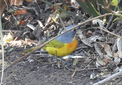 Telophorus sulfureopectus