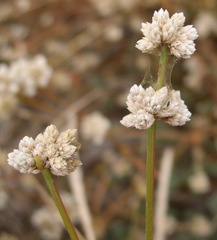 Alternanthera filifolia