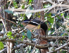 Laniarius ferrugineus