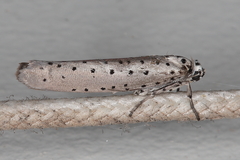 Yponomeuta fumigatus