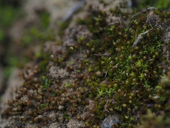 Microbryum curvicollum