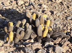 Brachycereus nesioticus