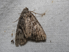 Condica aroana