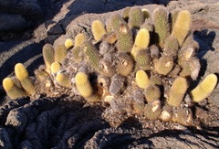 Brachycereus nesioticus