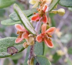 Castela galapageia