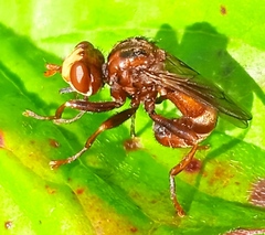 Sicus ferrugineus