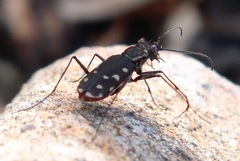 Cicindela sedecimpunctata