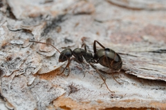 Formica subaenescens