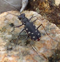 Cicindela sedecimpunctata