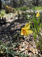 Narcisseae