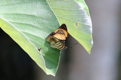 Adelpha melanthe