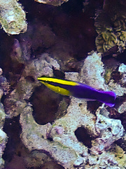 Labroides phthirophagus