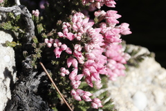 Erica modesta