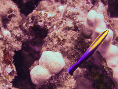 Labroides phthirophagus