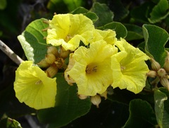 Cordia lutea