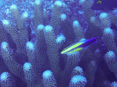 Labroides phthirophagus