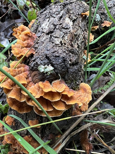 iNaturalist observation photo of hairy curtain crust