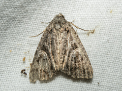 Condica aroana