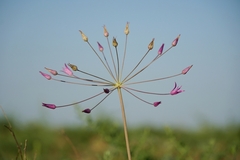 Allium iliense