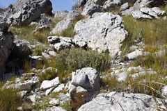 Grubbia tomentosa