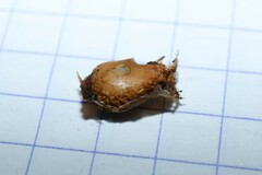 Dracontium polyphyllum