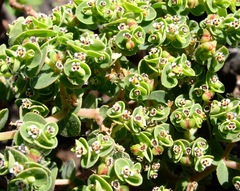 Euphorbia amplexicaulis