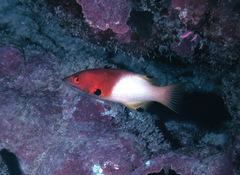 Bodianus axillaris