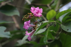 Fridericia