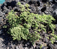 Euphorbia amplexicaulis