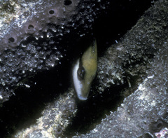 Sufflamen chrysopterum