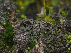 Placidium squamulosum