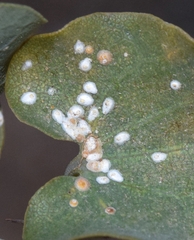 Aspidiotus nerii
