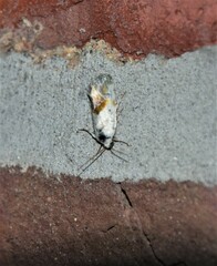 Ponometia candefacta