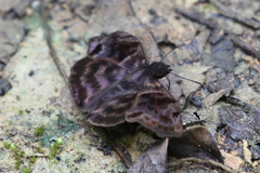 Ebrietas anacreon