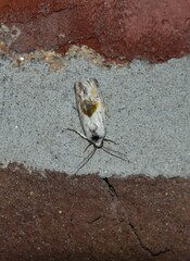 Ponometia candefacta