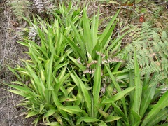 Furcraea hexapetala