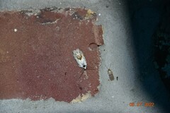 Ponometia candefacta