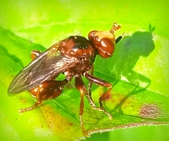 Sicus ferrugineus