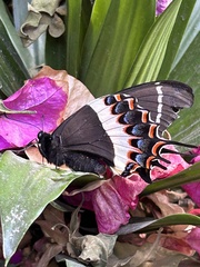 Papilio garamas garamas