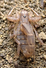 Hadruroides