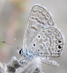 Hemiargus ramon