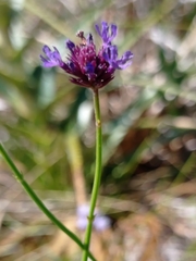 Verbena sagittalis