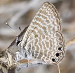 Leptotes parrhasioides