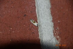 Ponometia candefacta