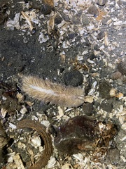 Aeolidia