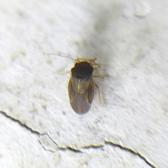 Schizopteridae